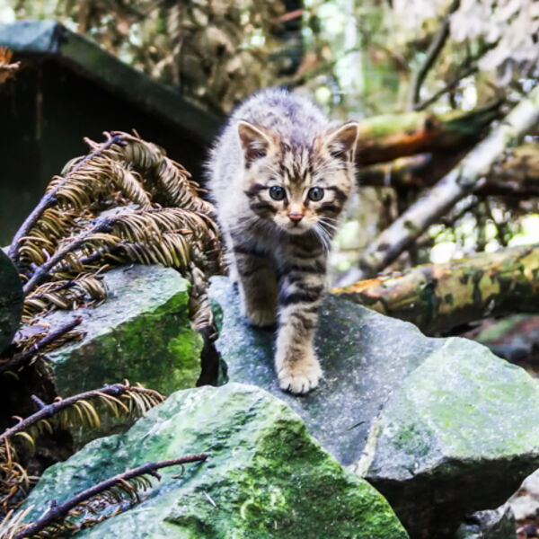 Beware of the Cat !