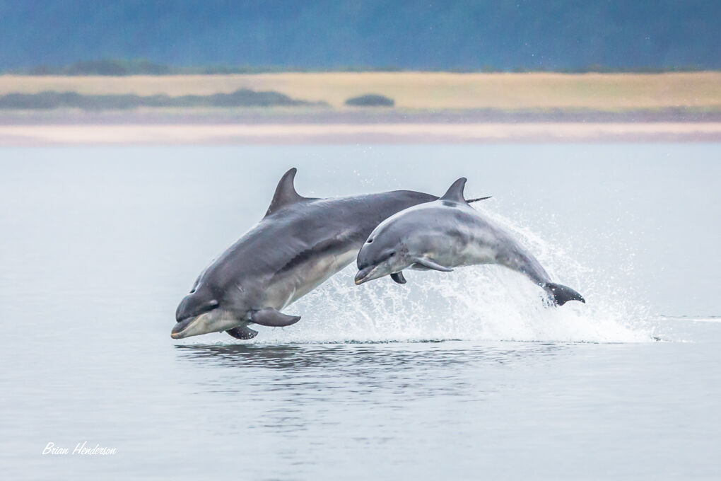Dolphins at Play