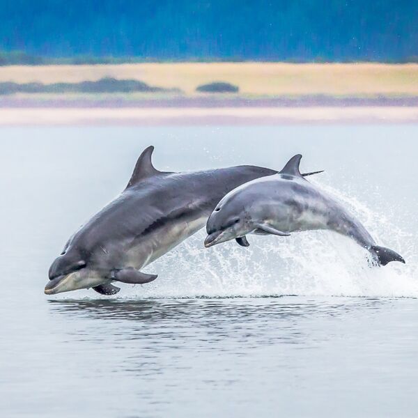 Dolphins at Play