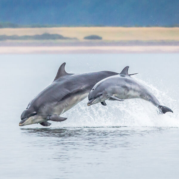 Dolphins at Play