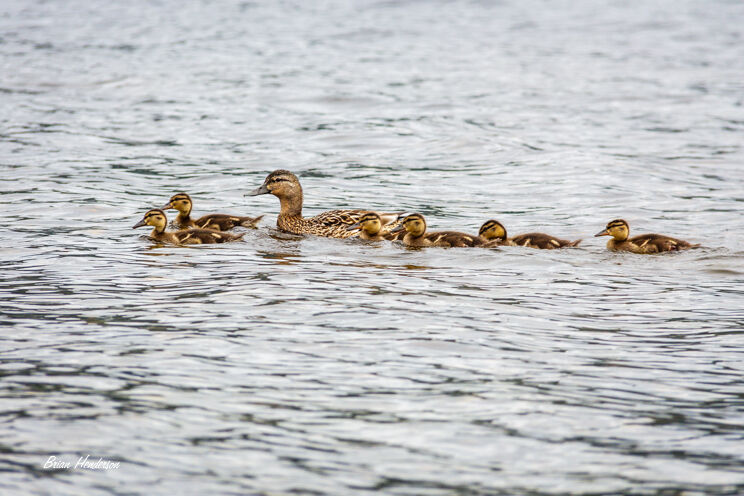 Duck Family