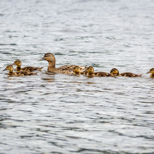 Duck Family