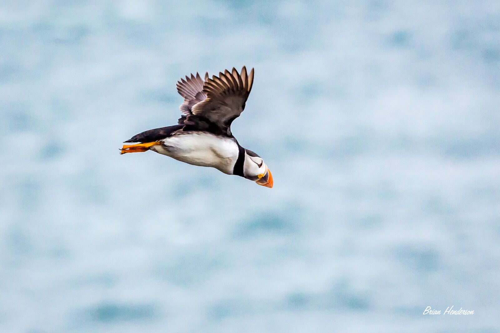 Free as a Bird !