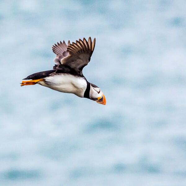 Free as a Bird !