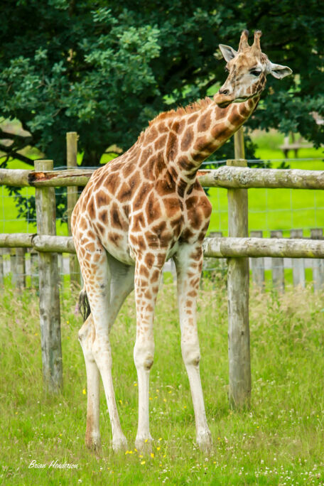 Giraffe