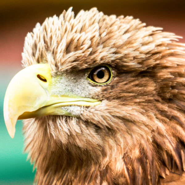Grumpy Old Bird !