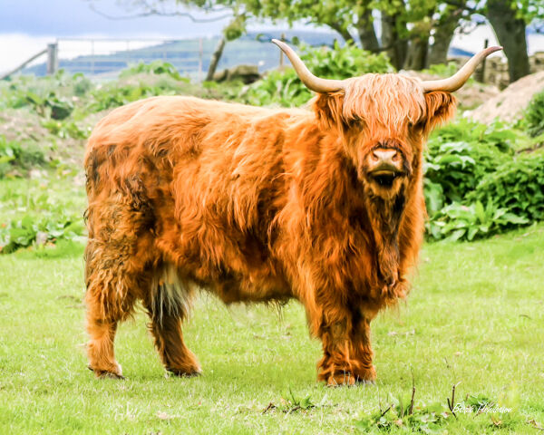Highland Cow
