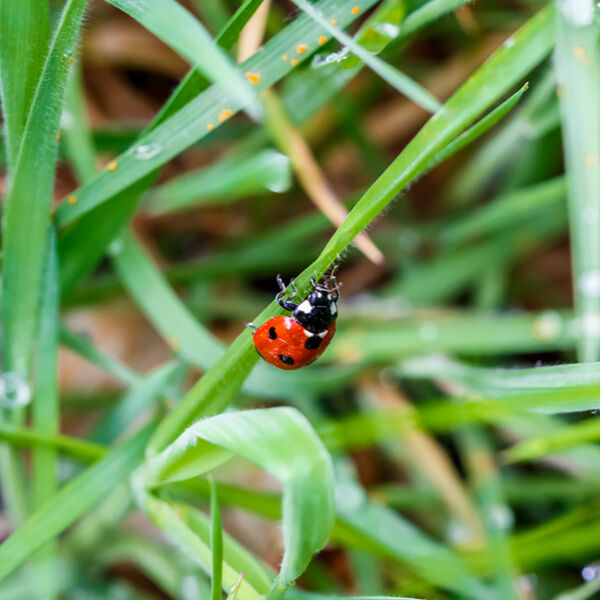 Ladybird