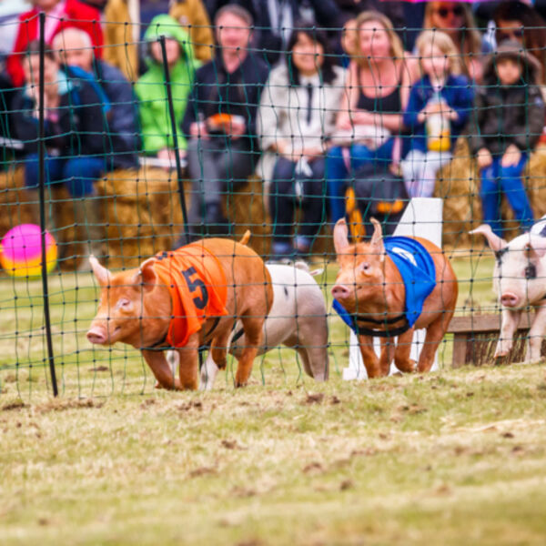 Pig Race
