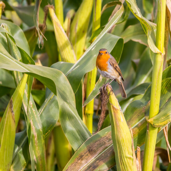 Enjoying the sunshine