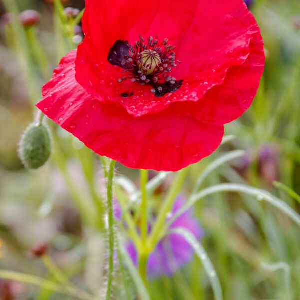 Poppy