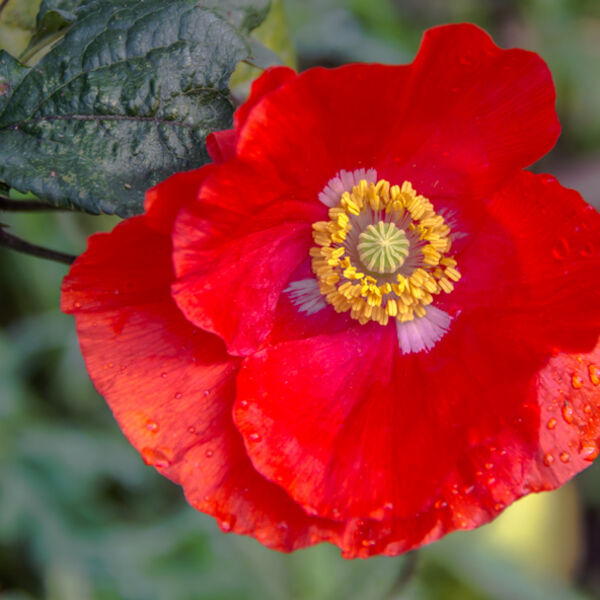 Iceland poppy