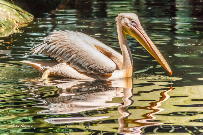 Eastern White Pelican