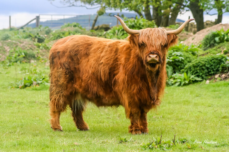 Highland Cow