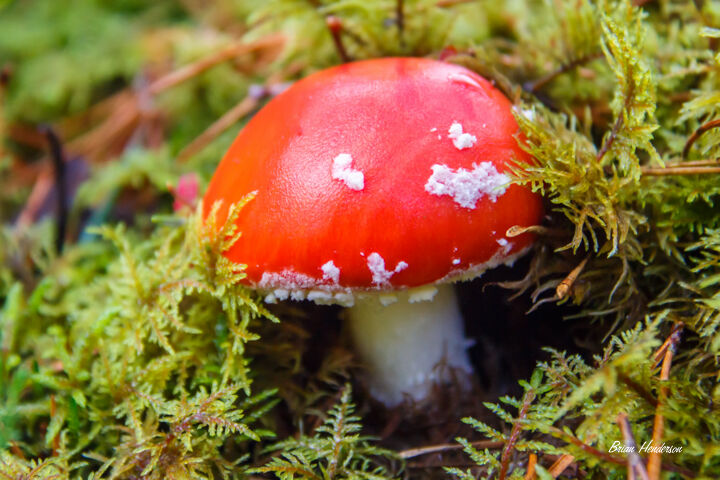 Red Mushroom