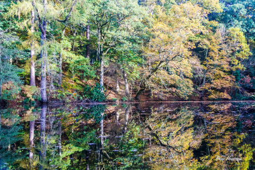 Tree Reflection