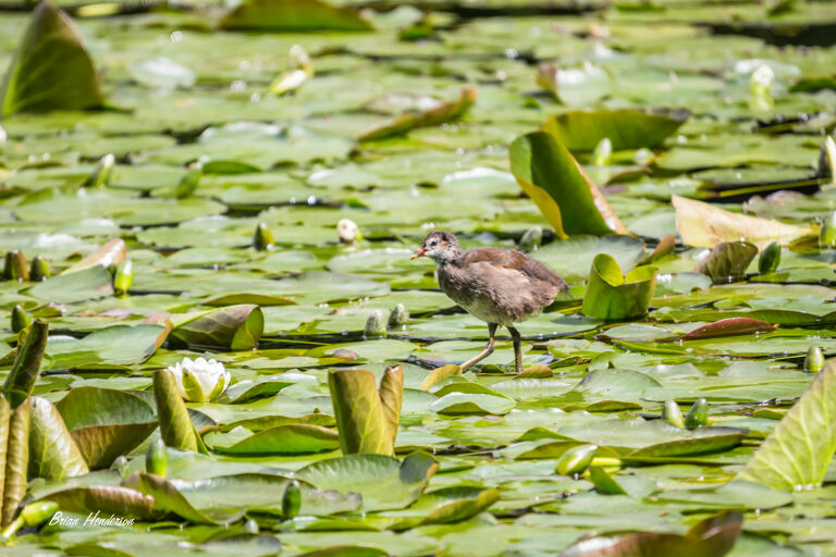 Walking on Water