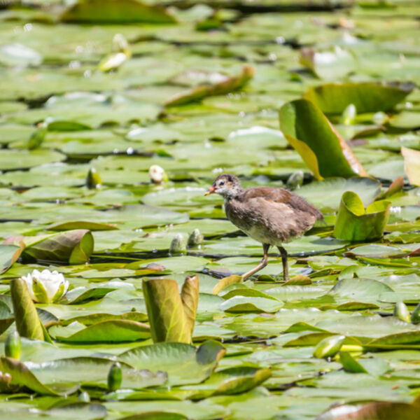 Walking on Water