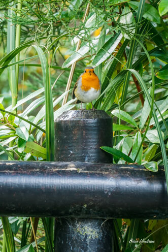 Robin