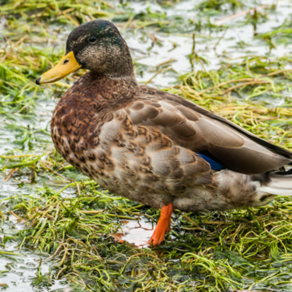 Wet Feet!