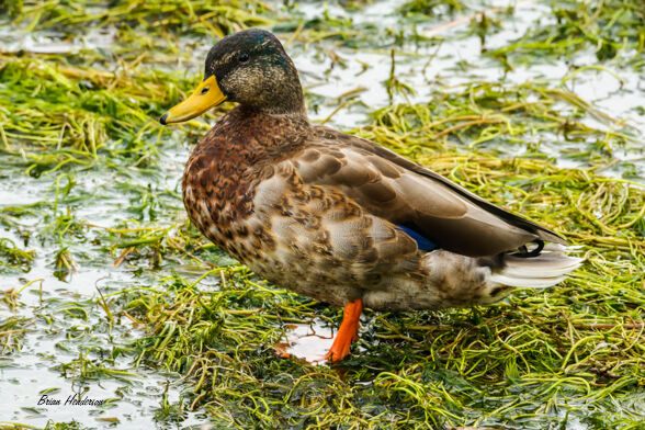 Wet Feet!