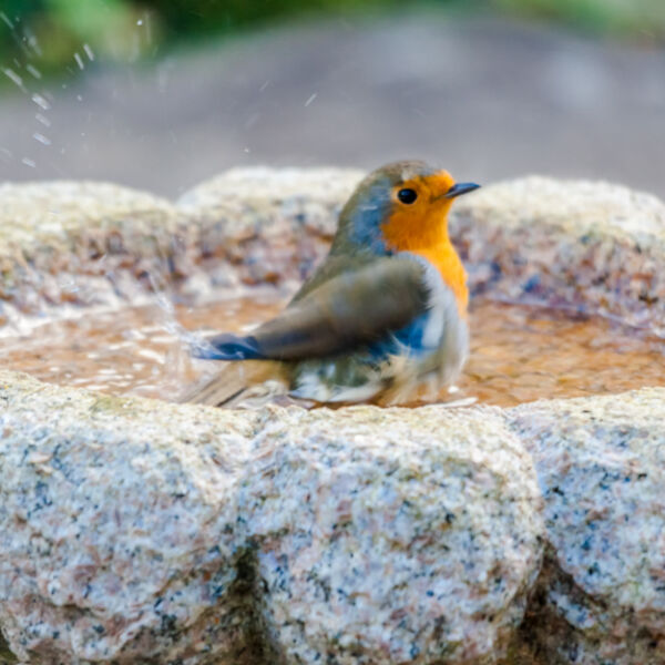 Bathtime !