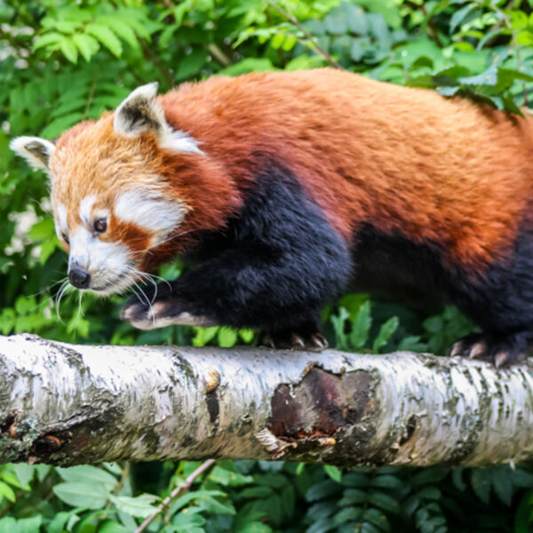 Red Panda