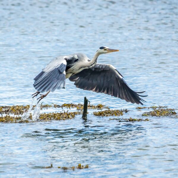Taking off!