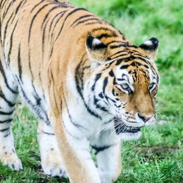 I'm A Tiger!