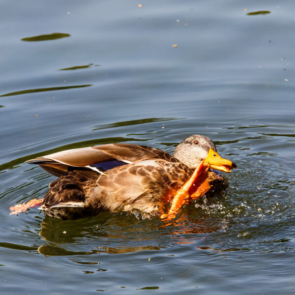 Itchy Bit !