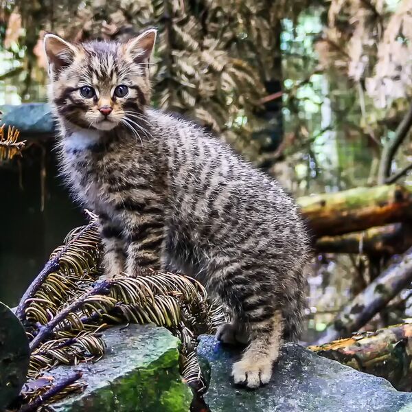 King of Jungle !