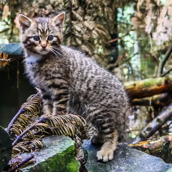 King of Jungle !