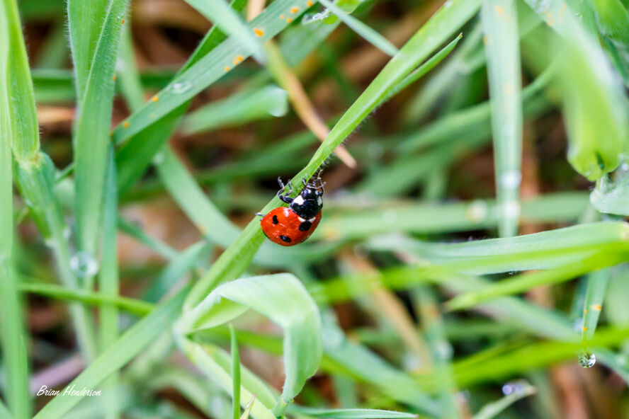 Ladybird