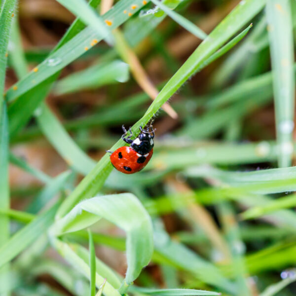 Ladybird