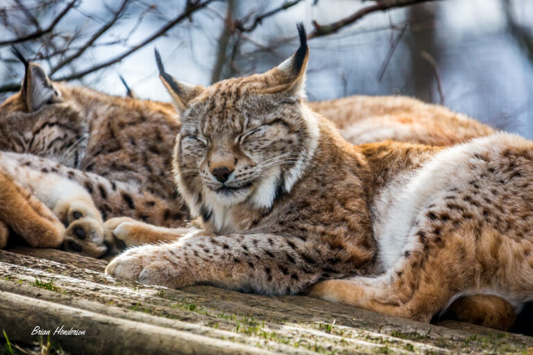 Lynx