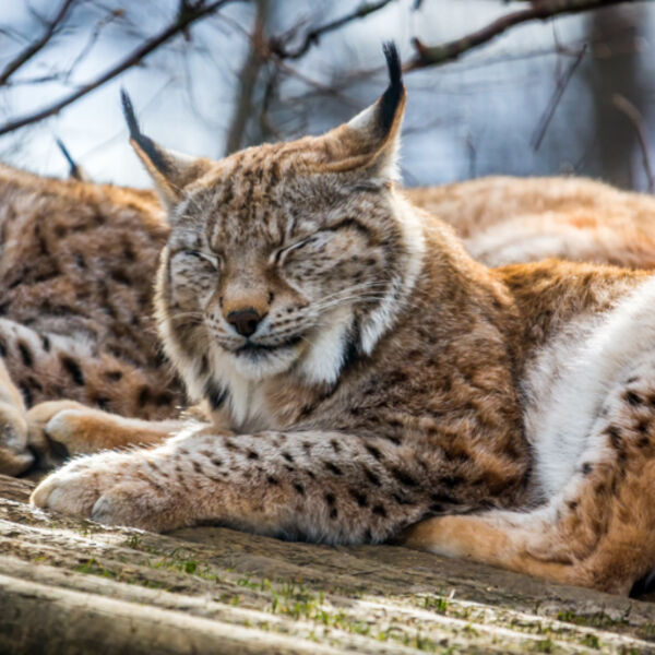 Lynx