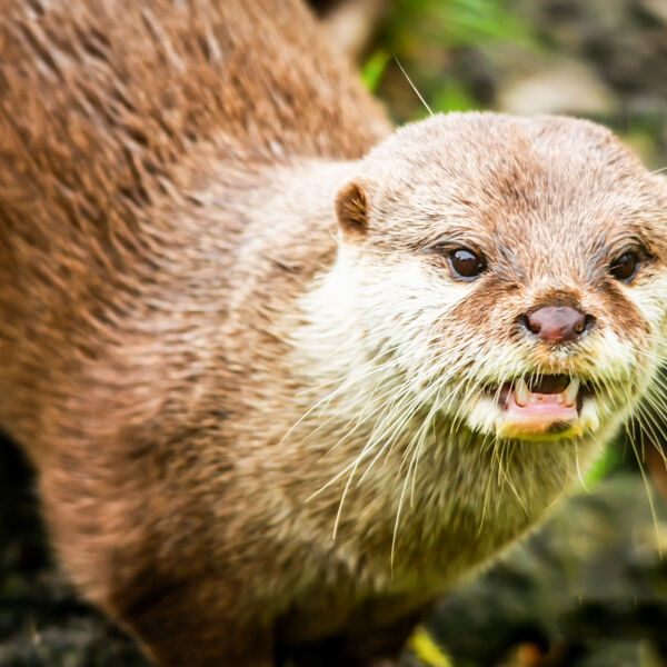 Otter