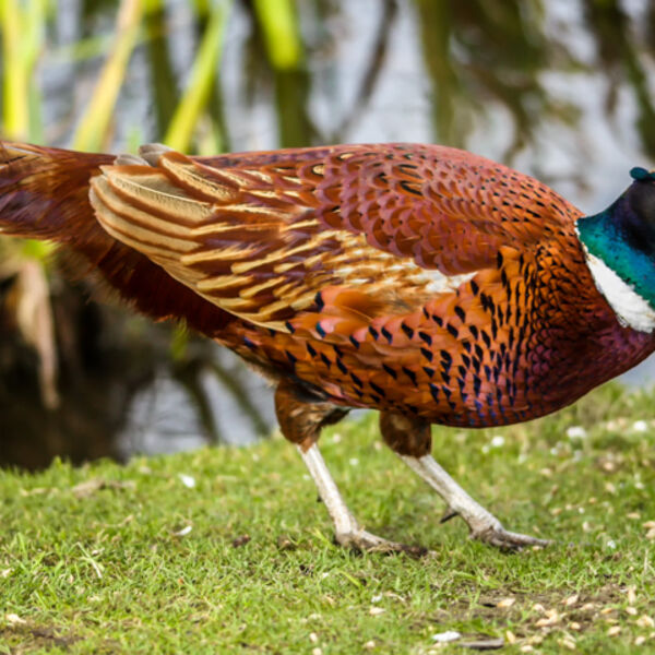 Pheasant