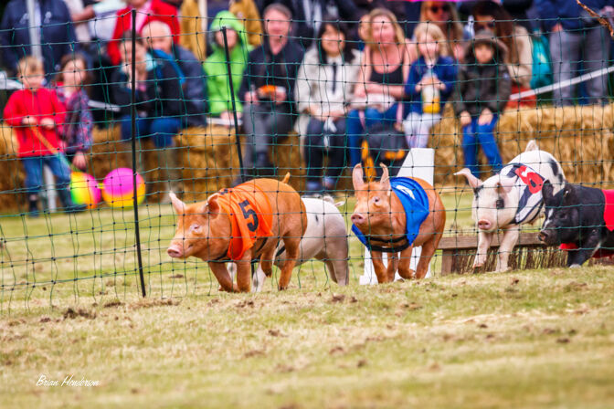 Pig Race