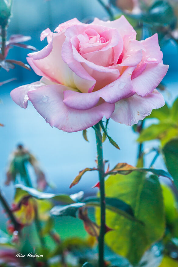Pink Rose