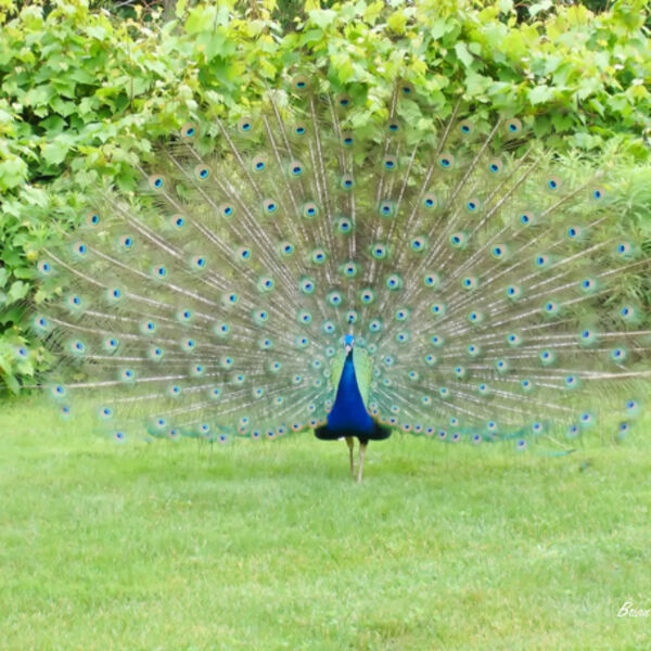 Preening Peacock