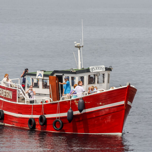 Puffin Boat Trip