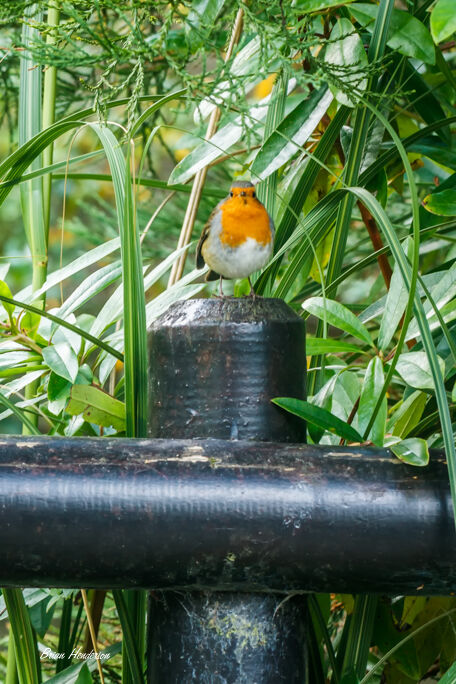 Robin