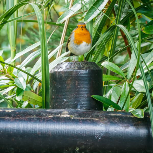 Robin