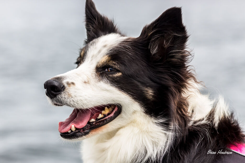 Sea Dog!