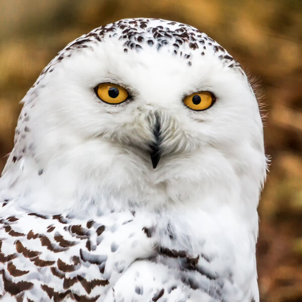 Snowy Owl
