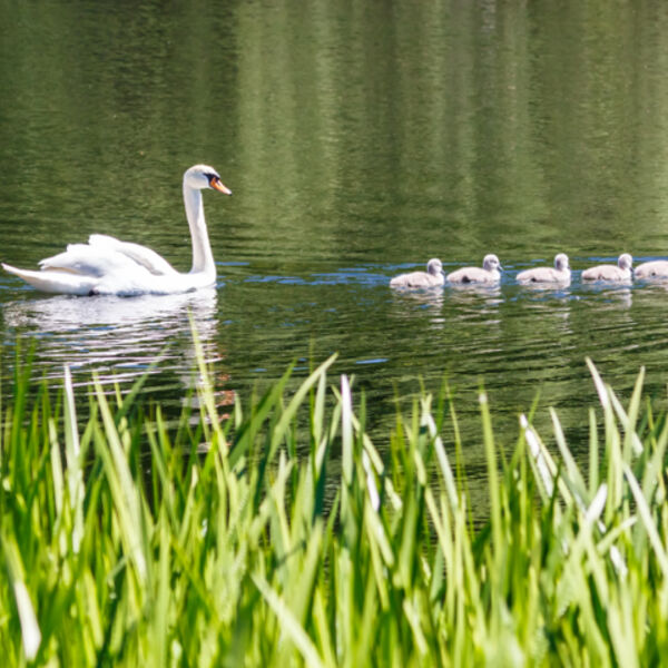 Swan Family