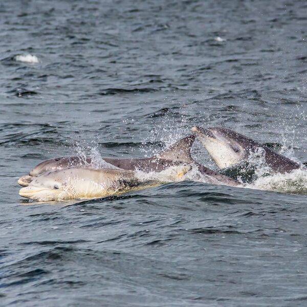 Trio of Dolphins
