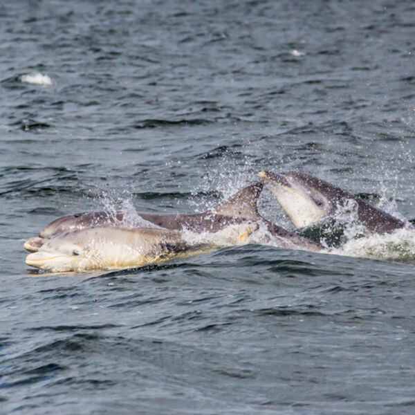 Trio of Dolphins