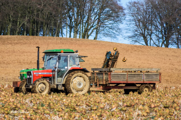 Turnip Pulling